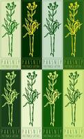 Set of drawing PARSNIP in various colors. Hand drawn illustration. Latin name is PASTINACA SATIVA L. vector