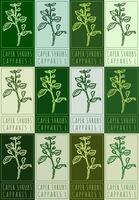 Set of drawing CAPER SHRUBS in various colors. Hand drawn illustration. Latin name is CAPPARIS L. vector
