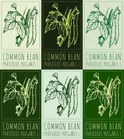 Set of drawing COMMON BEAN in various colors. Hand drawn illustration. Latin name is PHASEOLUS VULGARIS L. vector