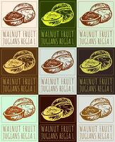 Set of drawing WALNUT FRUIT in various colors. Hand drawn illustration. Latin name is JUGLANS REGIA L. vector