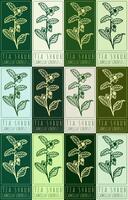 Set of drawing TEA SHRUB in various colors. Hand drawn illustration. Latin name is CAMELLIA SINENSIS L. vector