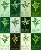 Set of drawing TRUE LAUREL in various colors. Hand drawn illustration. Latin name is LAURUS NOBILIS L. vector
