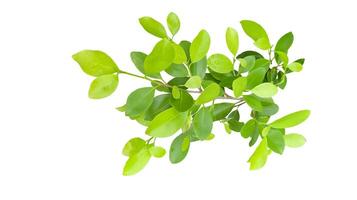 A cut out of Ficus benjamina leaves with clipping paths on a white background. photo