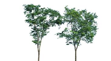 A cut-out of tree top leaves on a white background with clipping paths. photo