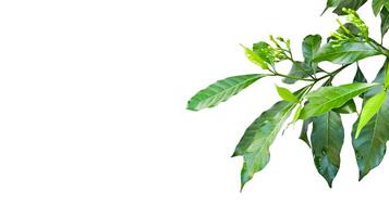 A cut out of Gardenia leaf with well-defined clipping paths, positioned on a white background. photo