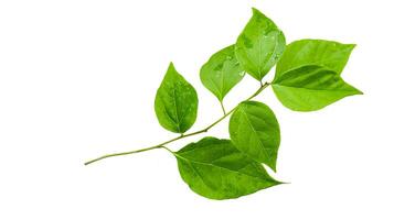 Cut out image of Bougainvillea glabra leaf with accurate clipping paths, on white background, photo