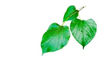 A cut out of Mulberry leaf with precise clipping paths, set against a white background. photo