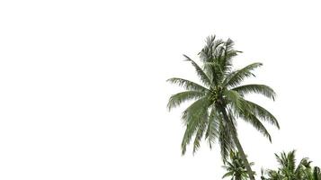 A cut-out of coconut tree on a white background with clipping paths photo