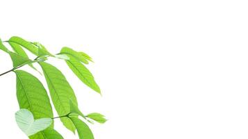 A cut-out of a tree top on a white background with clipping paths. photo