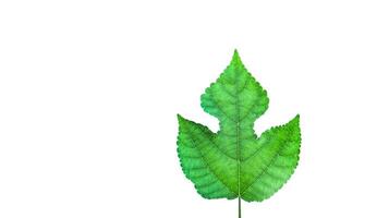 Cut out image of paper mulberry leaf image with detailed clipping paths. photo