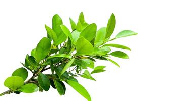A cut out of Ficus benjamina leaves with clipping paths on a white background. photo