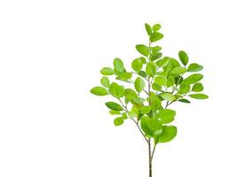 A cut out of Ficus benjamina leaves with clipping paths on a white background. photo