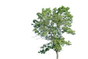 A cut-out of tree top leaves on a white background with clipping paths. photo