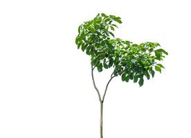 A cut-out of a tree top on a white background with clipping paths. photo