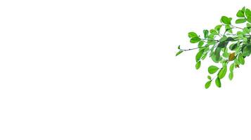 A cut out of Ficus benjamina leaves with clipping paths on a white background. photo
