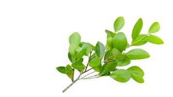 A cut out of Ficus benjamina leaves with clipping paths on a white background. photo