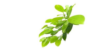 A cut out of Ficus benjamina leaves with clipping paths on a white background. photo