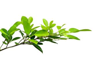 A cut out of Ficus benjamina leaves with clipping paths on a white background. photo