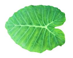Cut out image of a Colocasia gigantea or green taro leaf with precise clipping paths, set against a stark white background. photo