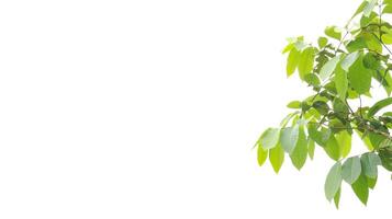 A cut-out of a tree top on a white background with clipping paths. photo