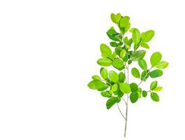 A cut out of Ficus benjamina leaves with clipping paths on a white background. photo