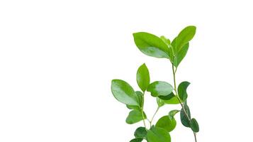 A cut out of Ficus benjamina leaves with clipping paths on a white background. photo