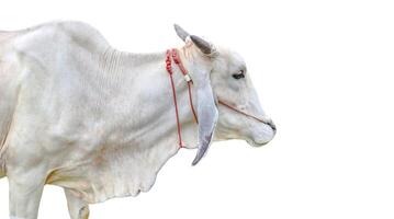Cut out image of cow with precise clipping paths, set against a clean white background. photo