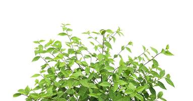 Cut out image of a weed plant with carefully crafted clipping paths. photo