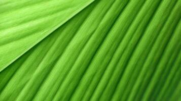 A close-up photograph of a green leaf with its veins clearly visible. photo