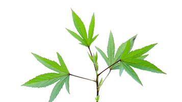 Cut out image of a Roselle leaf with defined clipping paths. photo
