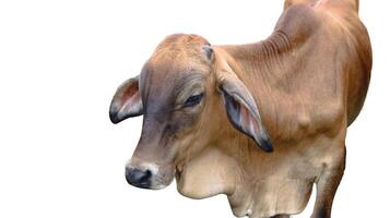 Cut out image of cow with precise clipping paths, set against a clean white background. photo