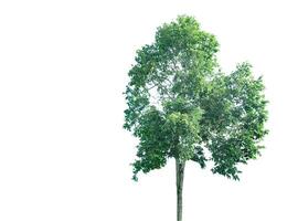 A cut-out of tree top leaves on a white background with clipping paths. photo