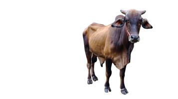 Cut out image of cow with precise clipping paths, set against a clean white background. photo