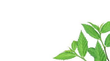 Cut out image of a weed plant with carefully crafted clipping paths. photo