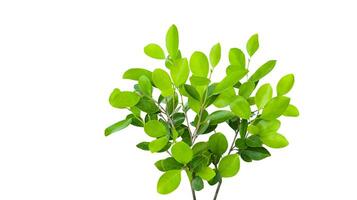 A cut out of Ficus benjamina leaves with clipping paths on a white background. photo