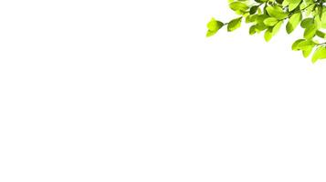 A cut-out of tree top leaves on a white background with clipping paths. photo