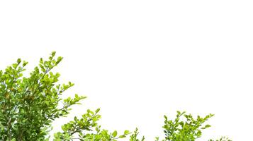 A cut-out of tree top leaves on a white background with clipping paths. photo