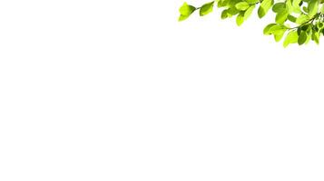 A cut-out of tree top leaves on a white background with clipping paths. photo