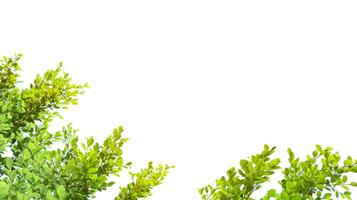 A cut-out of tree top leaves on a white background with clipping paths. photo