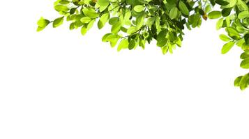 A cut-out of tree top leaves on a white background with clipping paths. photo