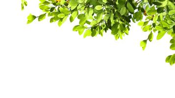 A cut-out of tree top leaves on a white background with clipping paths. photo