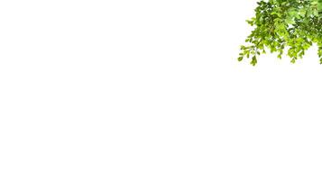 A cut-out of tree top leaves on a white background with clipping paths. photo