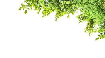 A cut-out of tree top leaves on a white background with clipping paths. photo