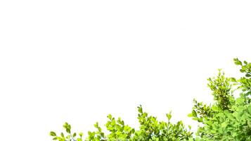 A cut-out of tree top leaves on a white background with clipping paths. photo