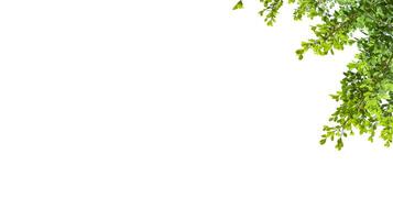 A cut-out of tree top leaves on a white background with clipping paths. photo