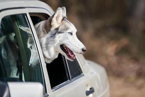 Car traveling with Siberian Husky dog leaned out car window, husky dog profile portrait photo