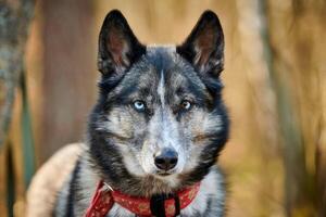 Siberian Husky dog portrait with blue eyes and gray coat color, cute sled dog breed photo