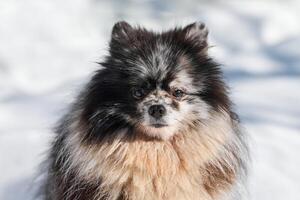 Pomeranian Spitz dog close up portrait, cute black marble with tan Spitz puppy sitting on snow photo