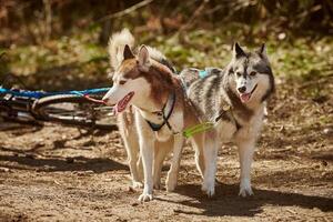 Siberian Husky sled dogs in harness fastened to scooter on autumn forest dry land scootering photo