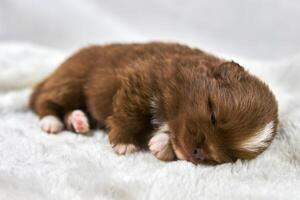 Little Chihuahua puppy sleeping on soft white fabric, cute sleepy brown white dog breed on white photo